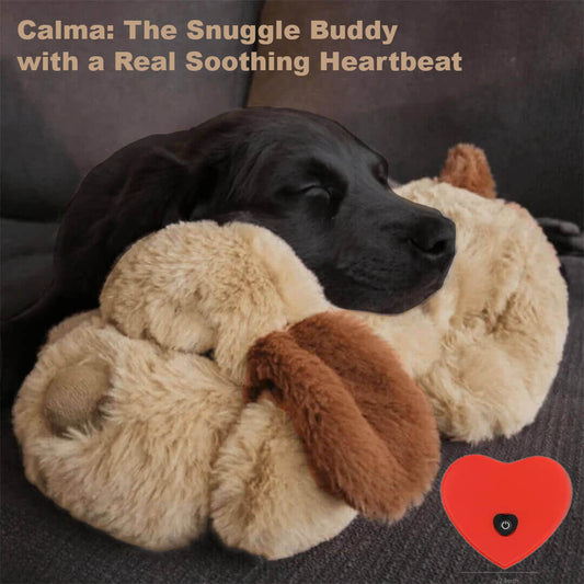 Calma the Calming Canine