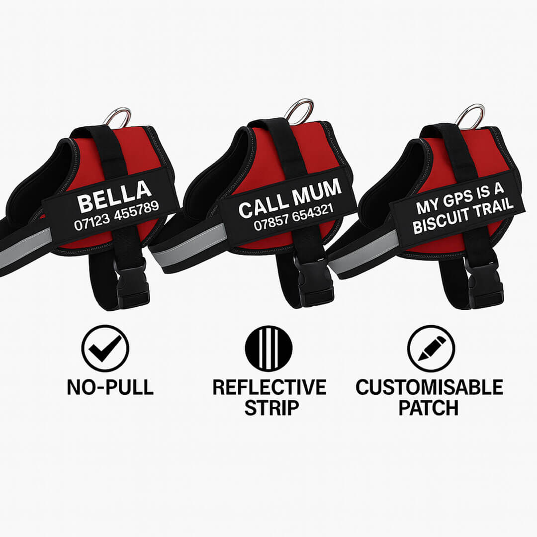 Paws Personalised Dog Harness